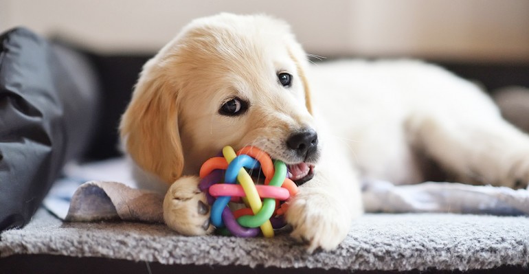 Juguetes y accesorios para mascotas